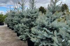 blue-spruce