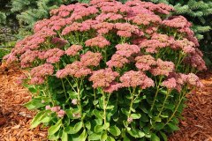 sedum-autumn-joy