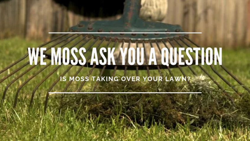 Yard and Garden: Moss in your Lawn