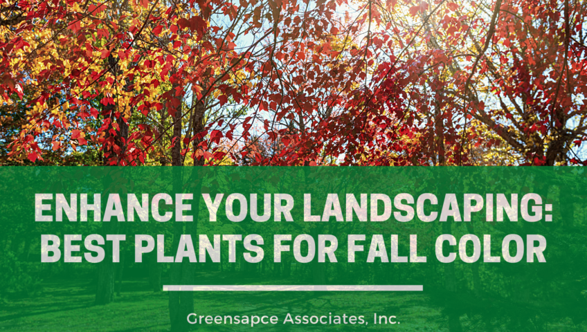 Greenspace Associates Enhance Your Landscaping: Best Plants for Fall Color